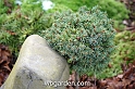 wbgarden dwarf conifers 37